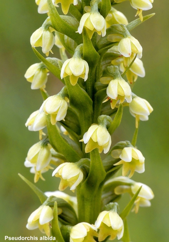 Nigritella cenisia e Nigritella rhellicani  Savoia francese   luglio 2023.